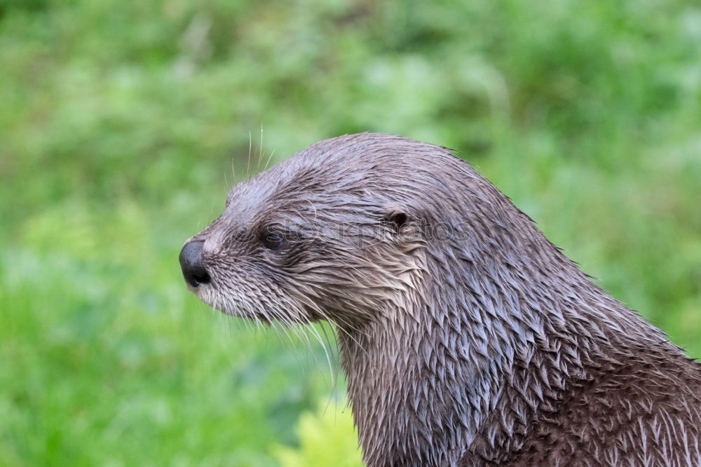 Similar – Auf dem Laufsteg Otter