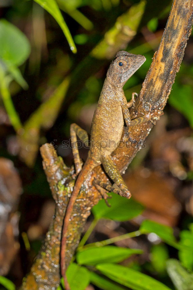 Similar – Anole Lizard Profile with Dewlap Extended Glowing in Sunlight