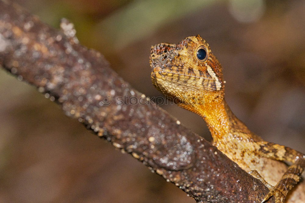Similar – Image, Stock Photo Lizard of all colors on a trunk in a garden