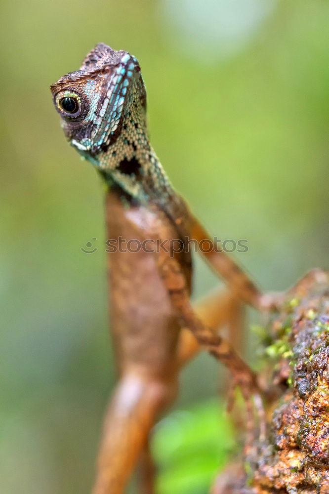 Similar – Image, Stock Photo chameleon. Zoo 1 Animal