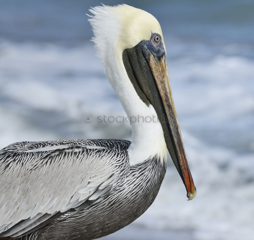 Similar – San Diego Pelican Body