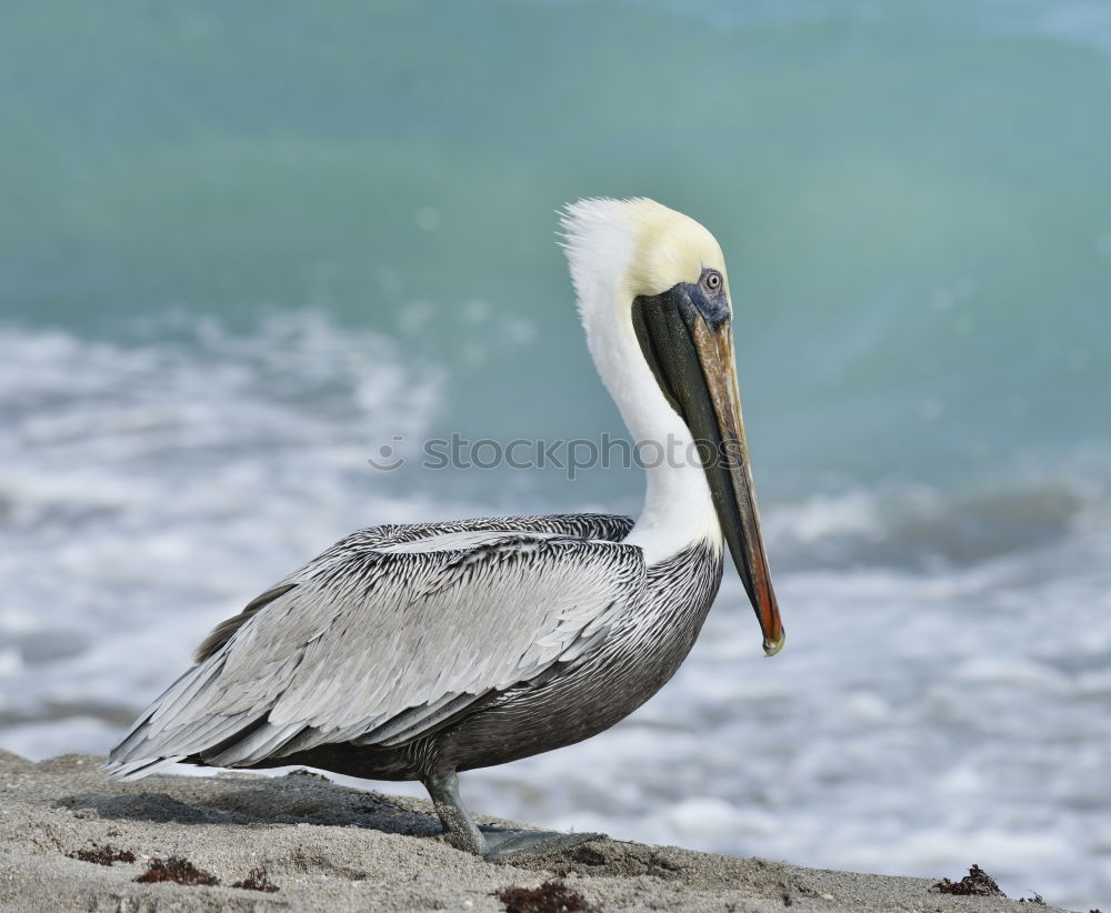 Similar – San Diego Pelican Body