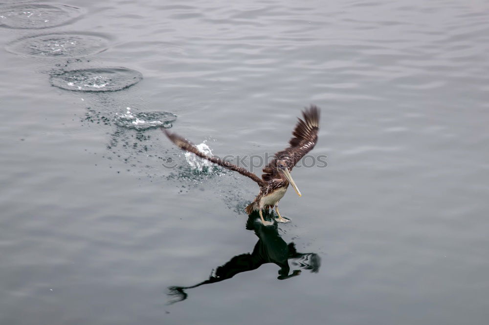 Similar – Winds of Change Seagull