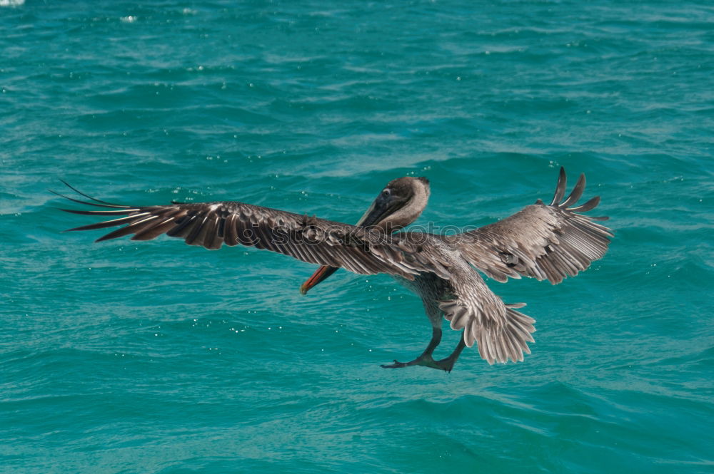 Similar – Winds of Change Seagull