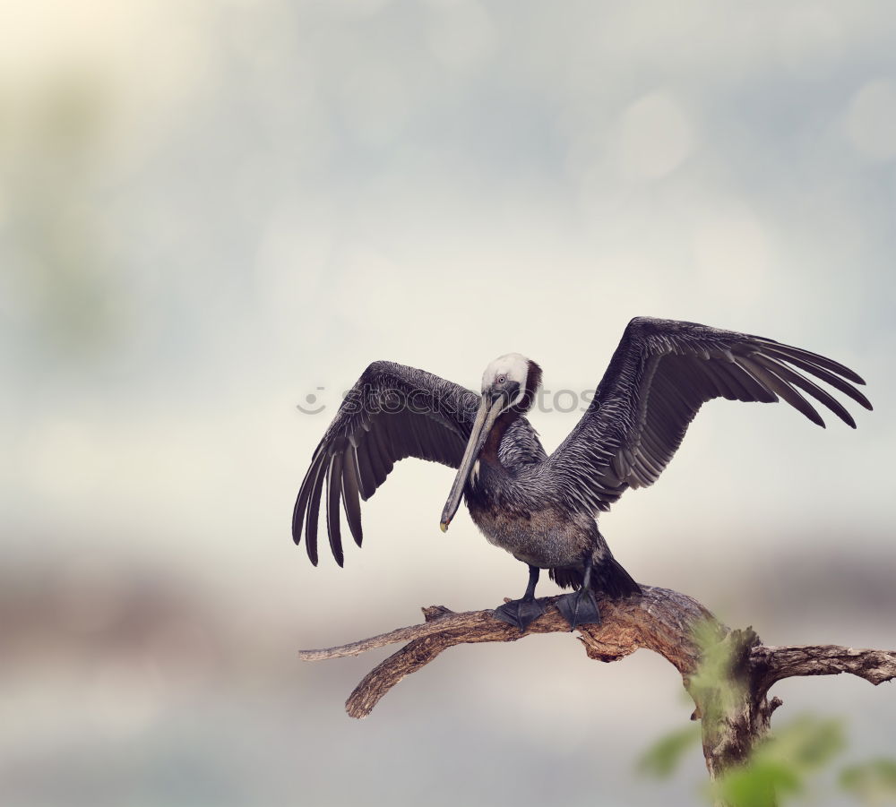 Similar – Image, Stock Photo touch down Nature Animal