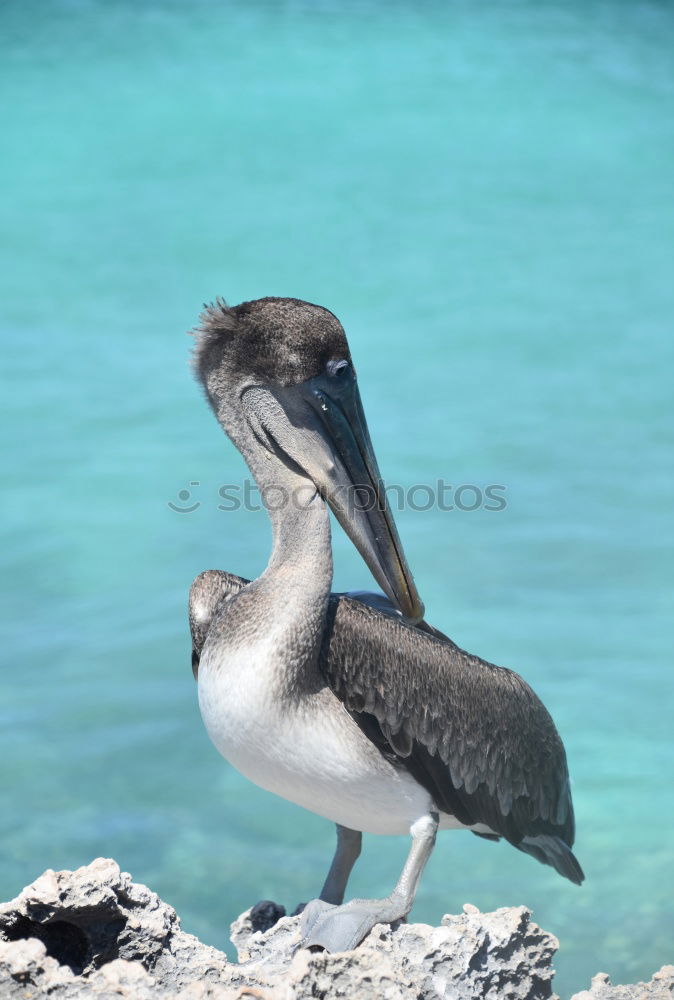 Similar – Foto Bild Kranich Strand Meer