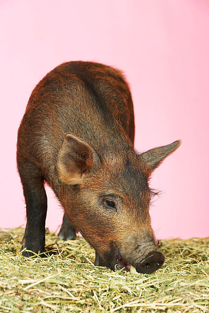 Similar – Braunauge Schwein braun