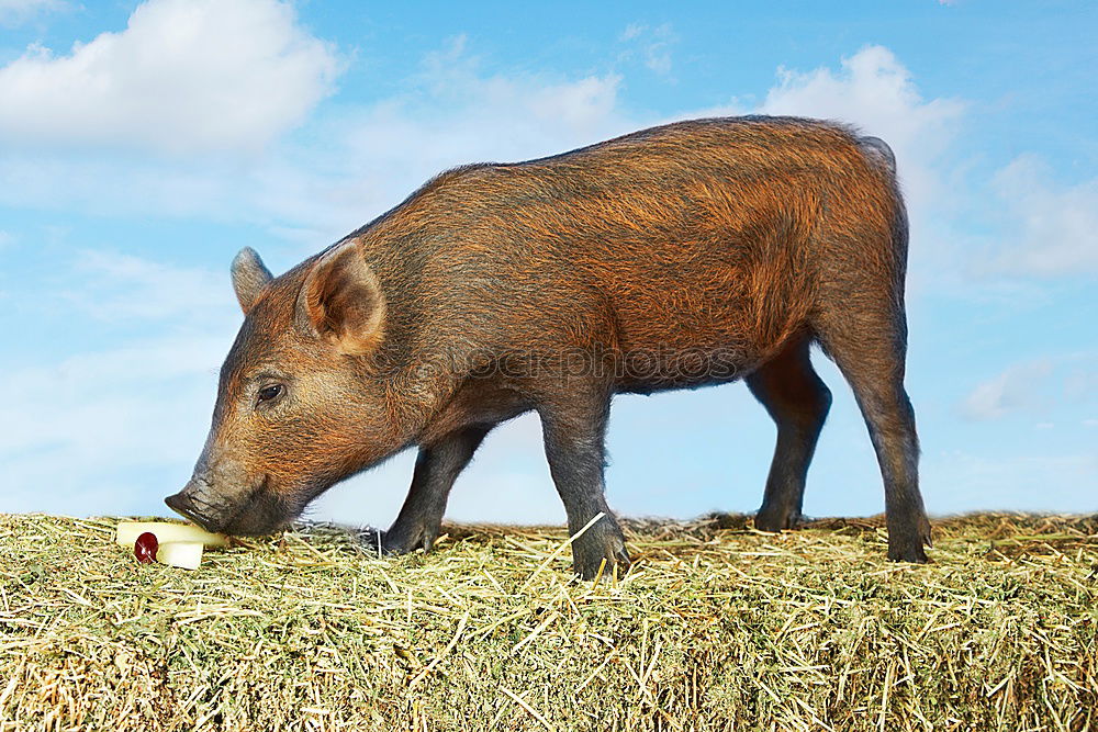 Similar – Schweinegesicht staunen