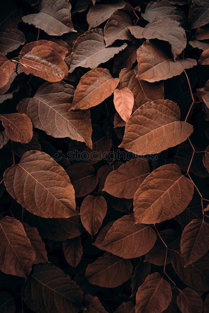 Similar – Image, Stock Photo lonely green Nature Plant