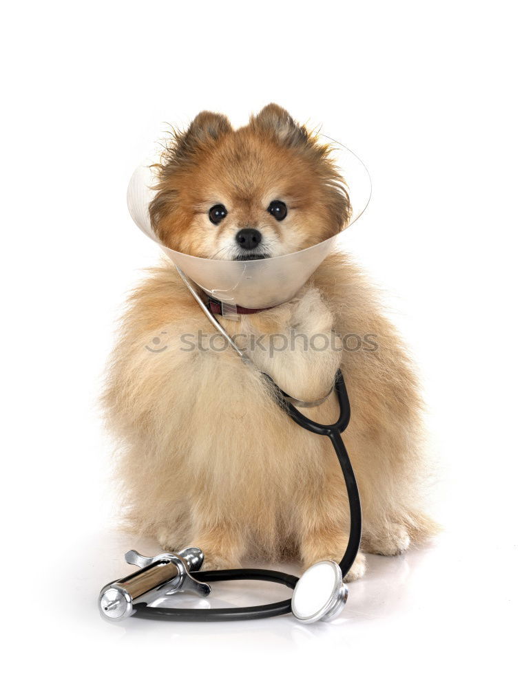 Similar – Image, Stock Photo Portrait of a cute doctor dog sitting on bed