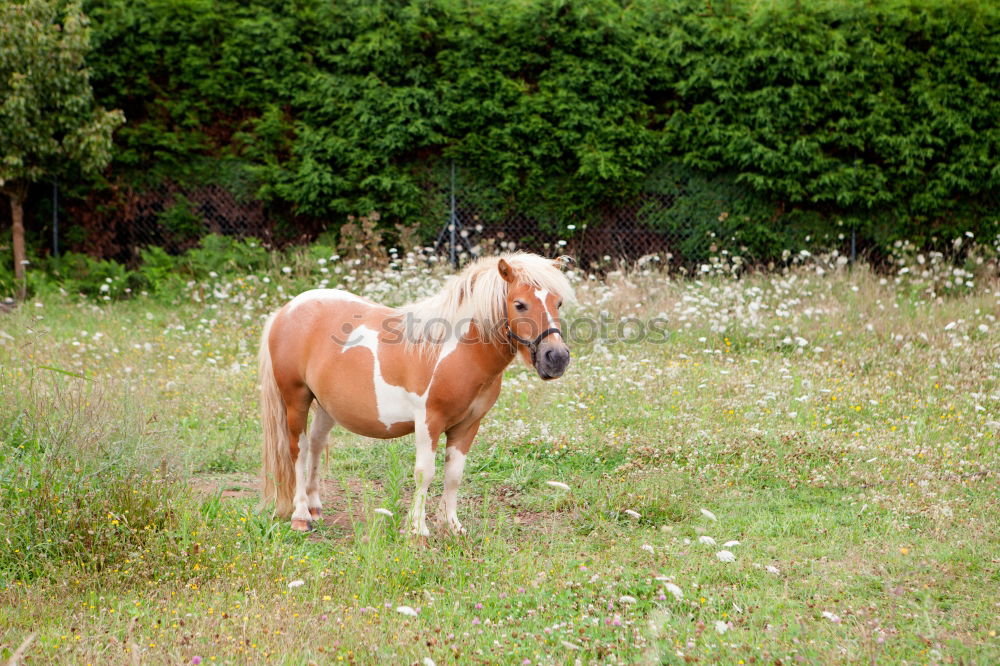 Similar – von hinten geknipst Pferd