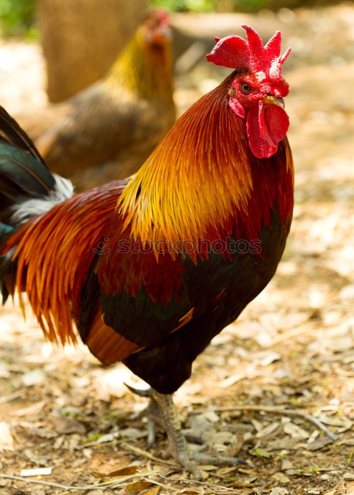 Similar – Image, Stock Photo Where’s Adele? Rooster