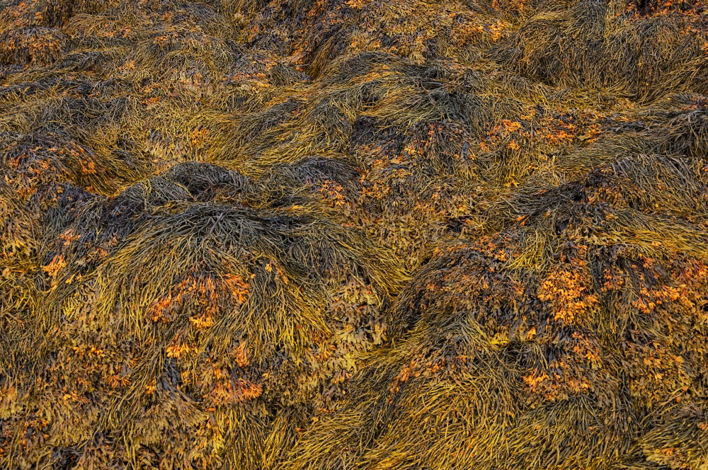 Image, Stock Photo wood texture Garden Spring