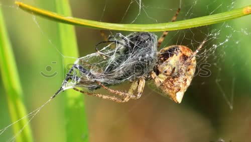 Similar – Image, Stock Photo wasp spider Plant Animal