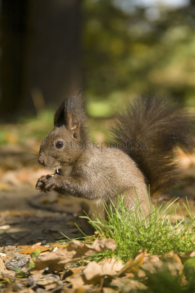 Similar – Image, Stock Photo <3 Environment Nature