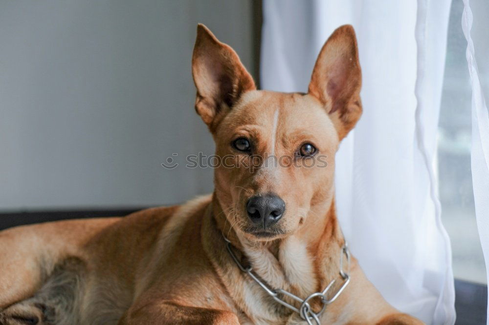 Similar – Image, Stock Photo Puppy looking at camera. Lovely gray Mini pinscher.