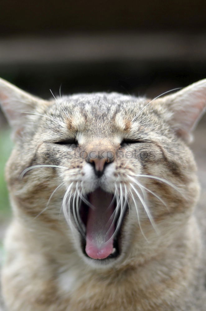 Similar – Image, Stock Photo I am very tired Cat Yawn