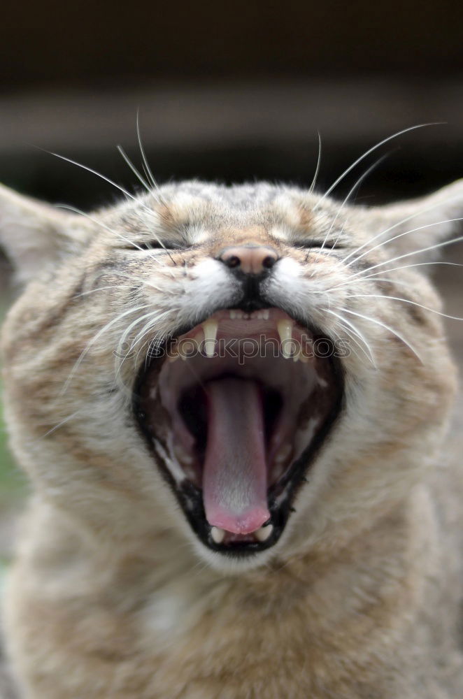 Image, Stock Photo I am very tired Cat Yawn