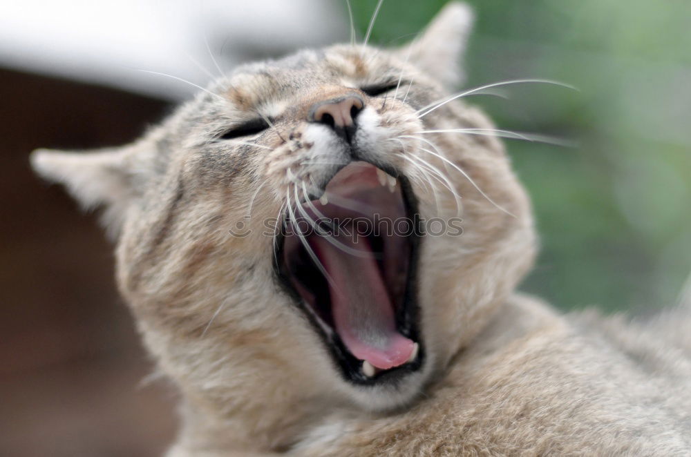 Similar – Image, Stock Photo red adult cat yawns Animal