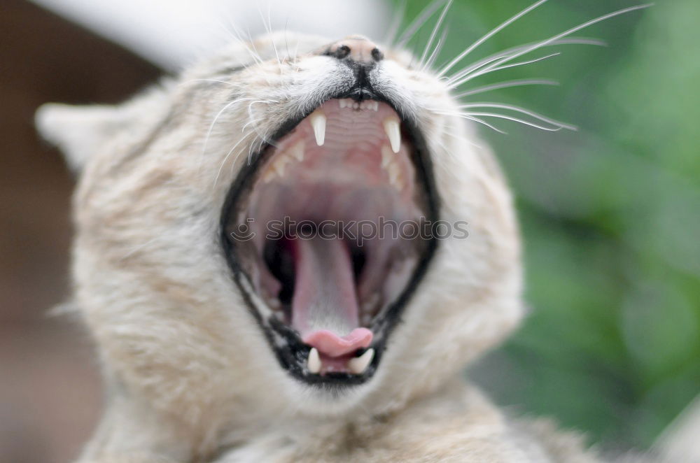 Similar – teeth Big cat Set of teeth