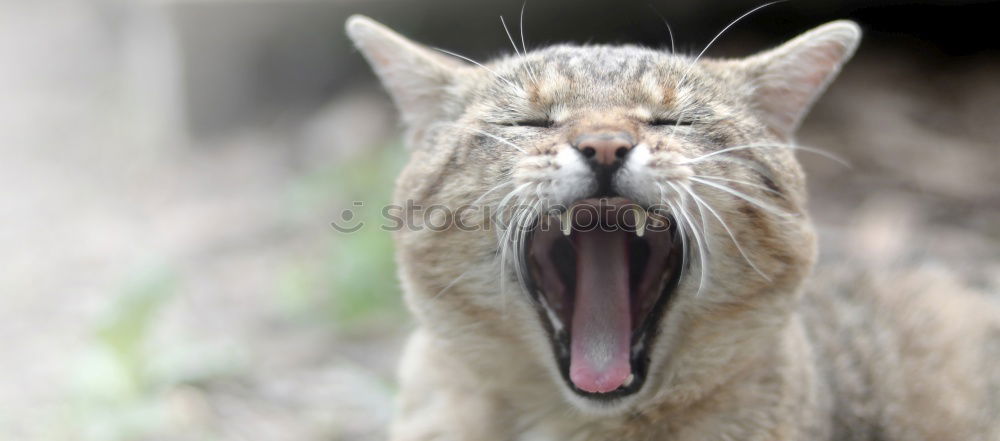 Similar – Image, Stock Photo Cat climbs and hunts on a tree