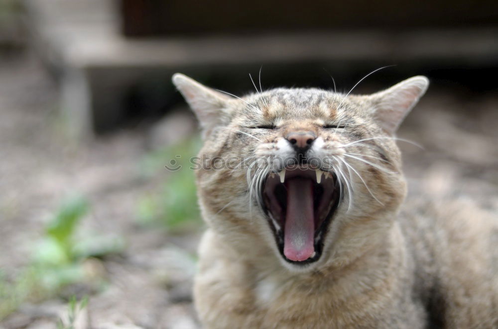 Similar – Image, Stock Photo would-be lion Environment