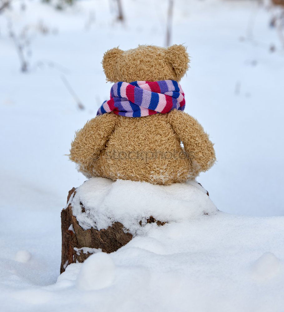 Similar – old teddy bear in a scarf sits on white snow