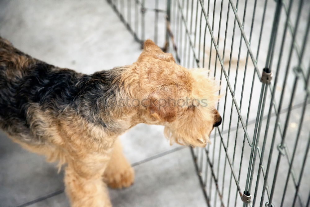 Similar – Foto Bild CO-ABHÄNGIGKEIT Hund Theke