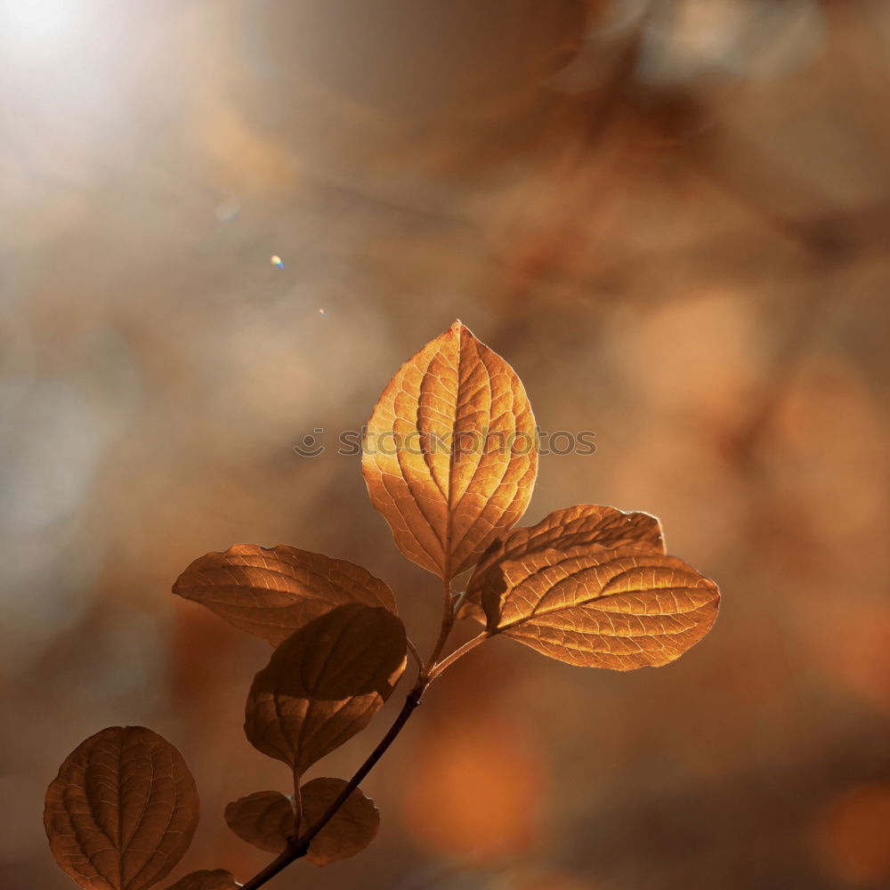 Similar – Image, Stock Photo Drops of leaves Nature