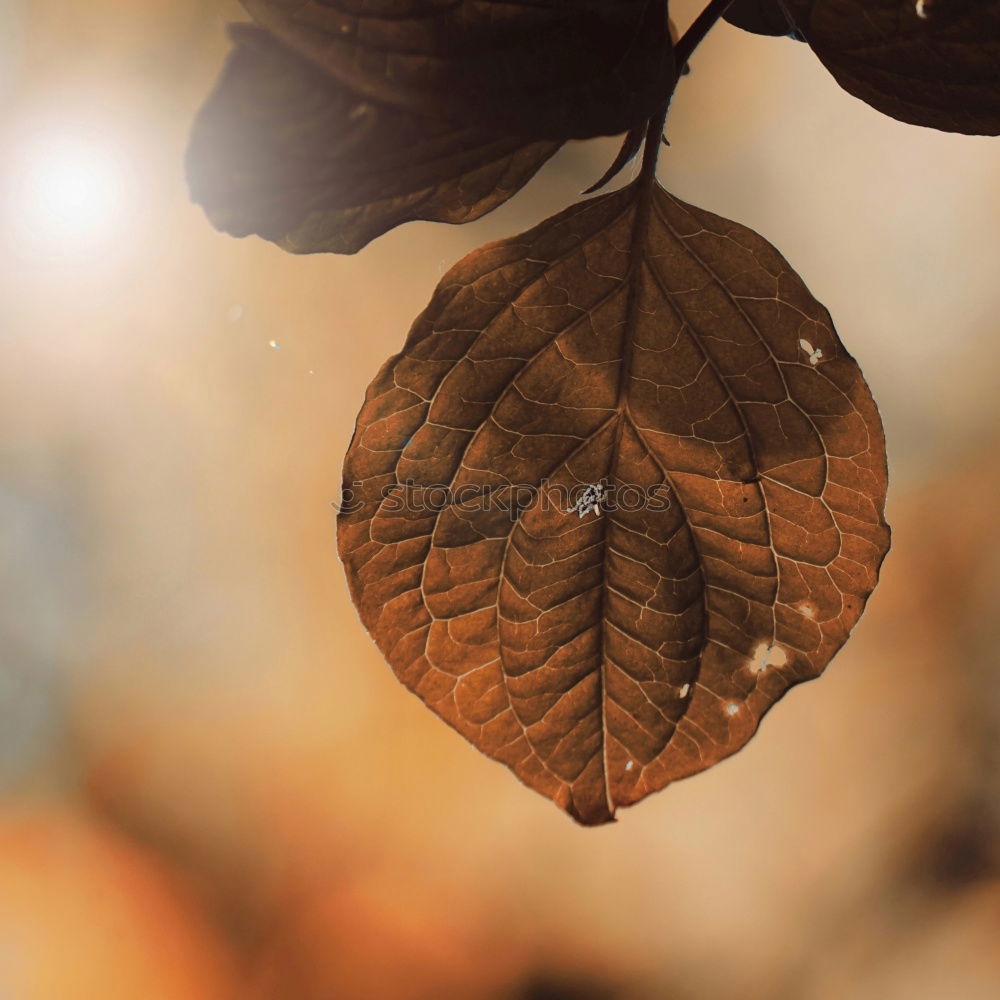 Similar – Image, Stock Photo abundance of forests Food