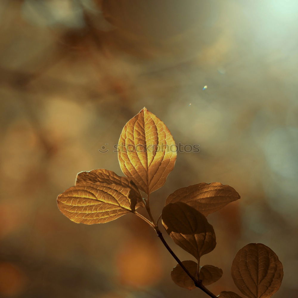 Similar – autumn Autumn leaves Leaf