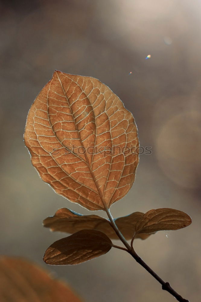 Similar – Image, Stock Photo autumn Colour photo