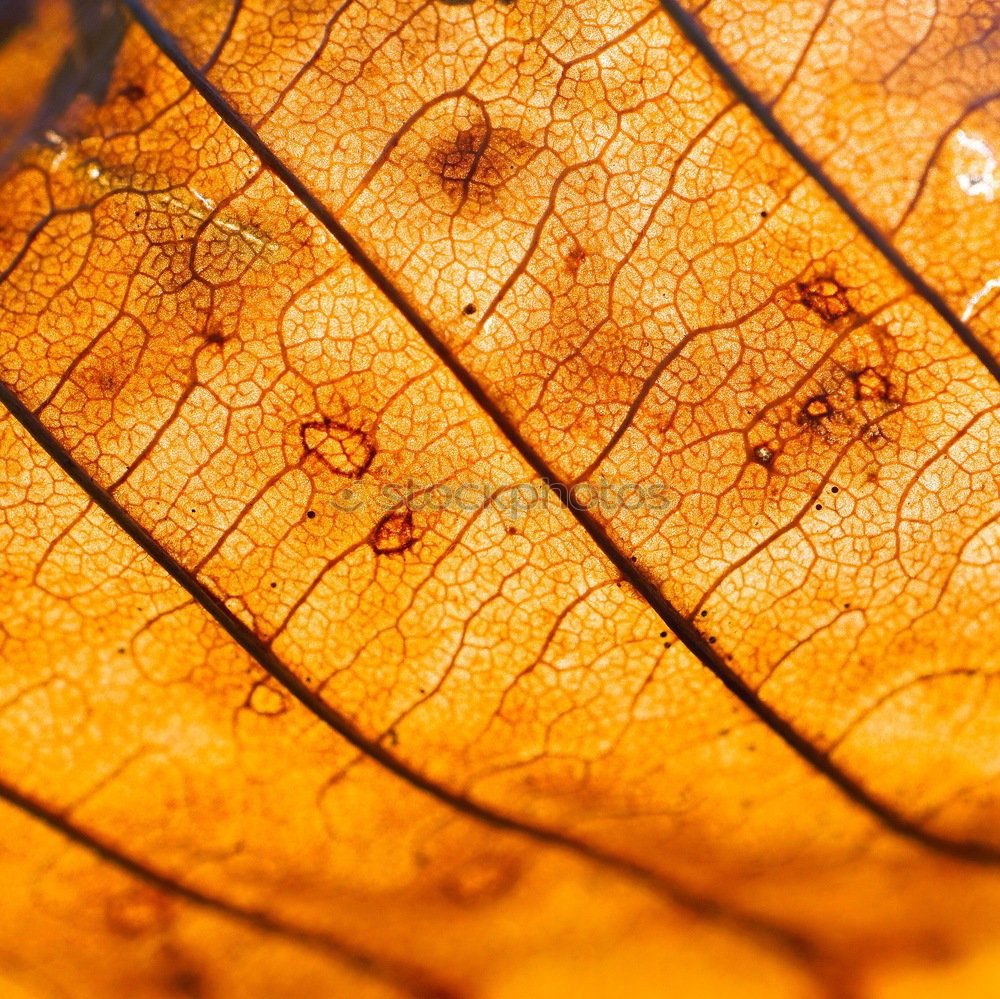 Similar – Image, Stock Photo gold leaf Nature Plant