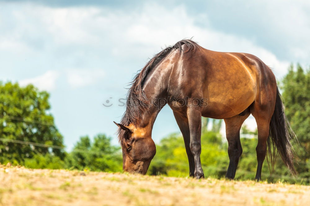 Similar – Image, Stock Photo shadow parker Agriculture