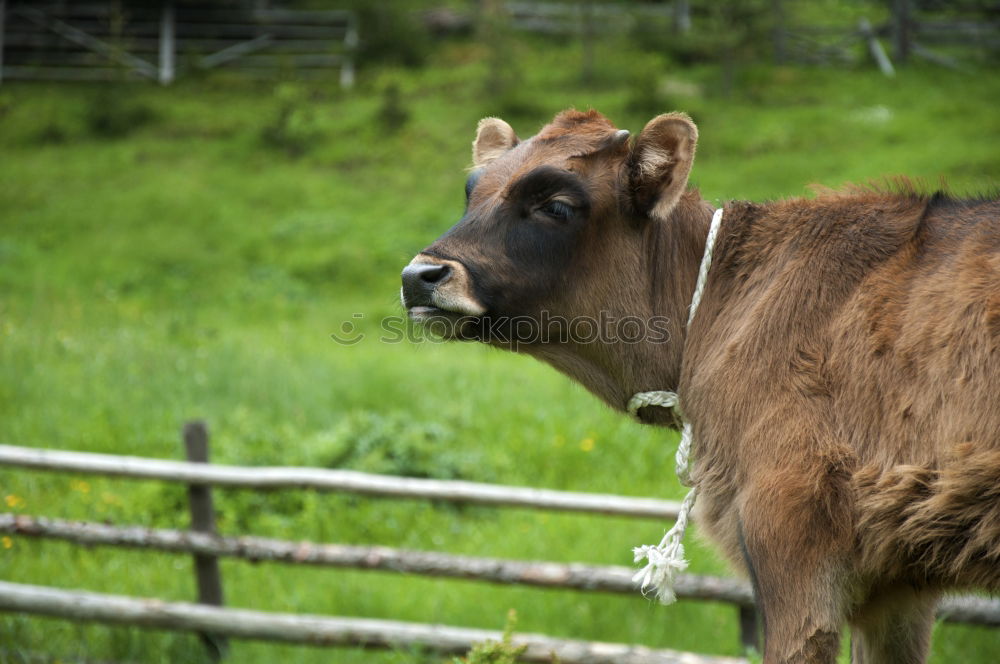 Similar – Image, Stock Photo Beef on the way to the mountains