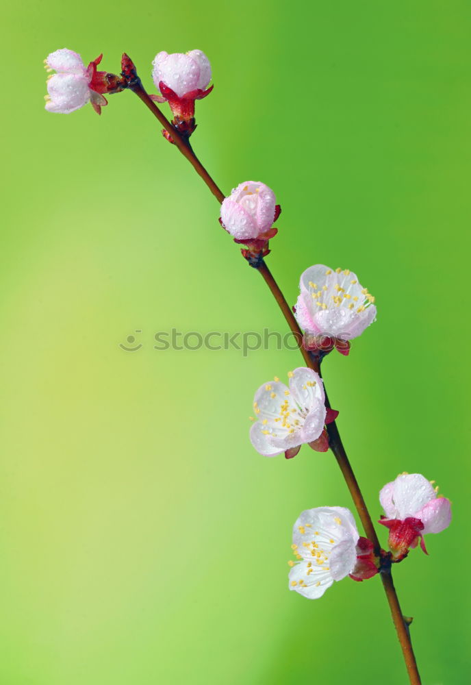 little rose Plant Flower