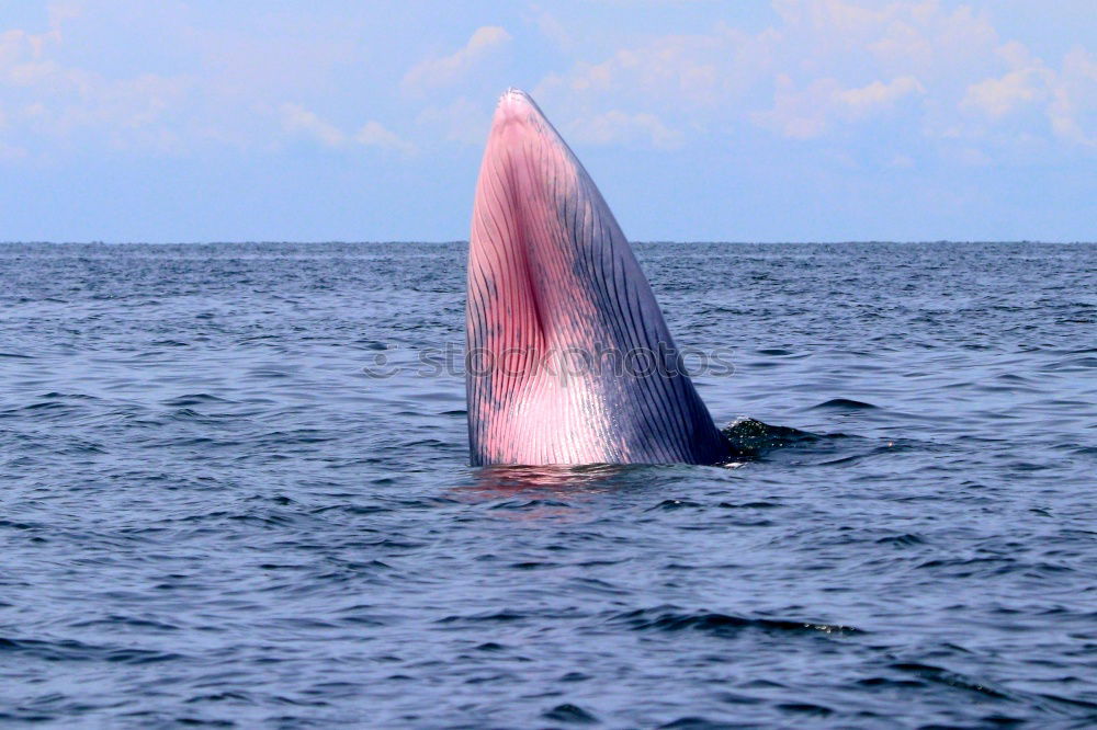 Similar – Image, Stock Photo Curious whale Whale Near