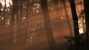 Similar – Outstanding tree in the evening light.