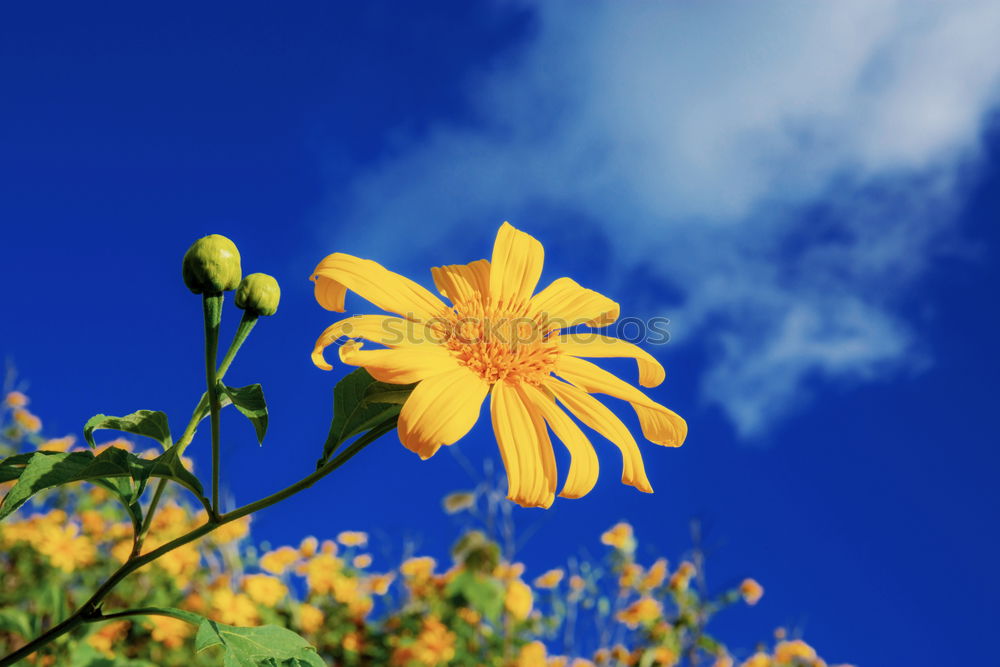 Similar – high up Flower Yellow