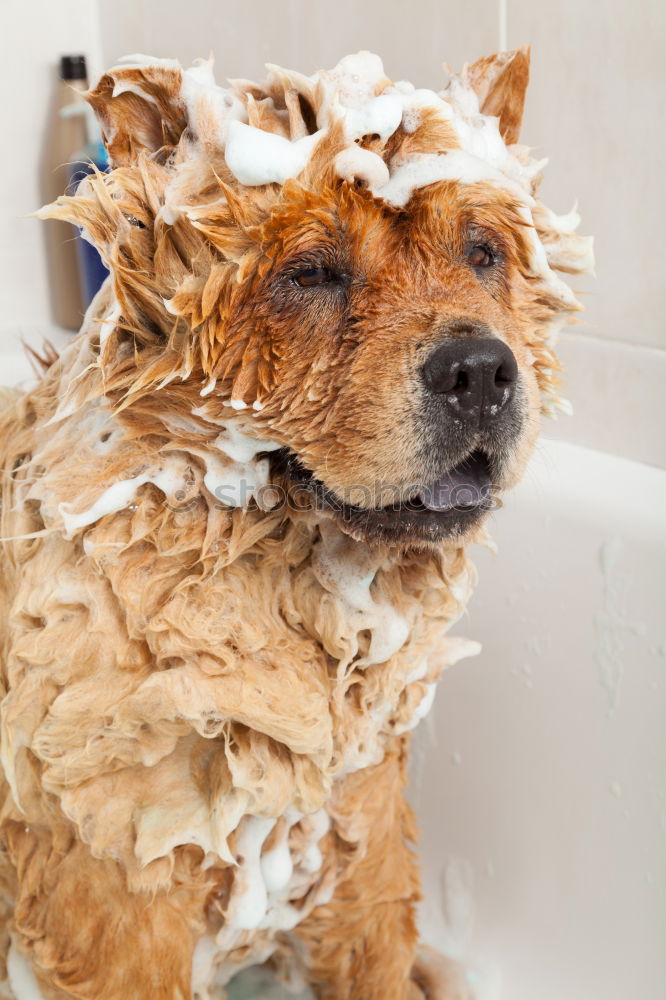 Similar – Image, Stock Photo Small dog with cucumber slices on his face