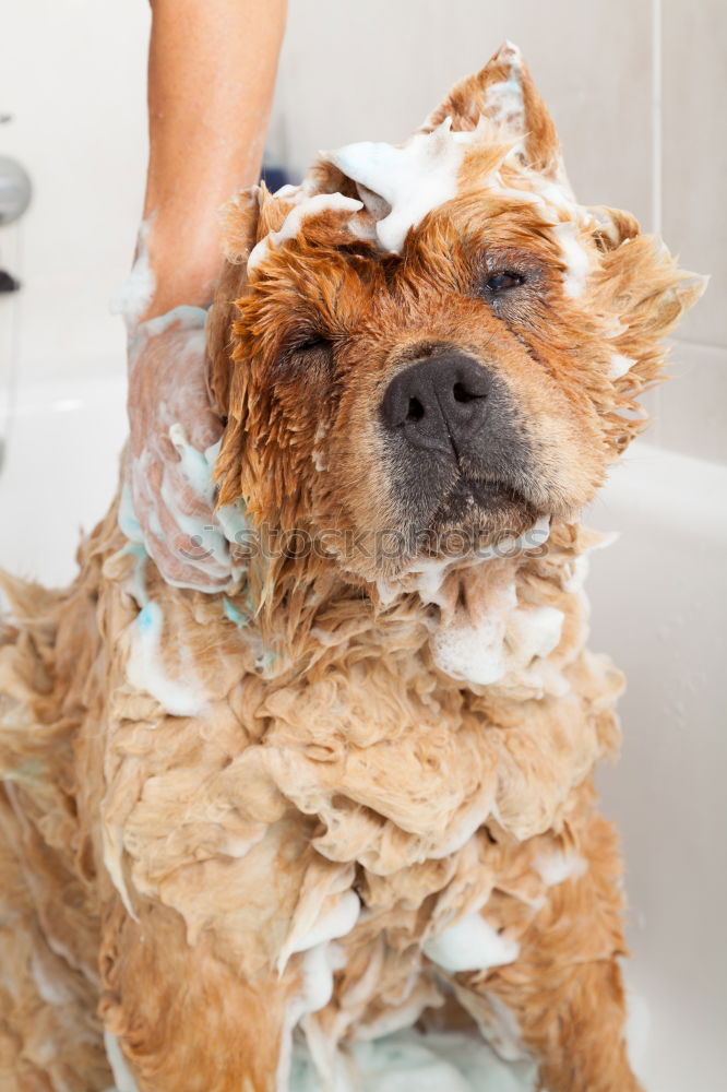 Similar – Image, Stock Photo Small dog with cucumber slices on his face