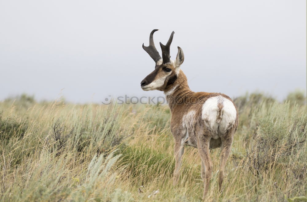 Image, Stock Photo What to watch Environment