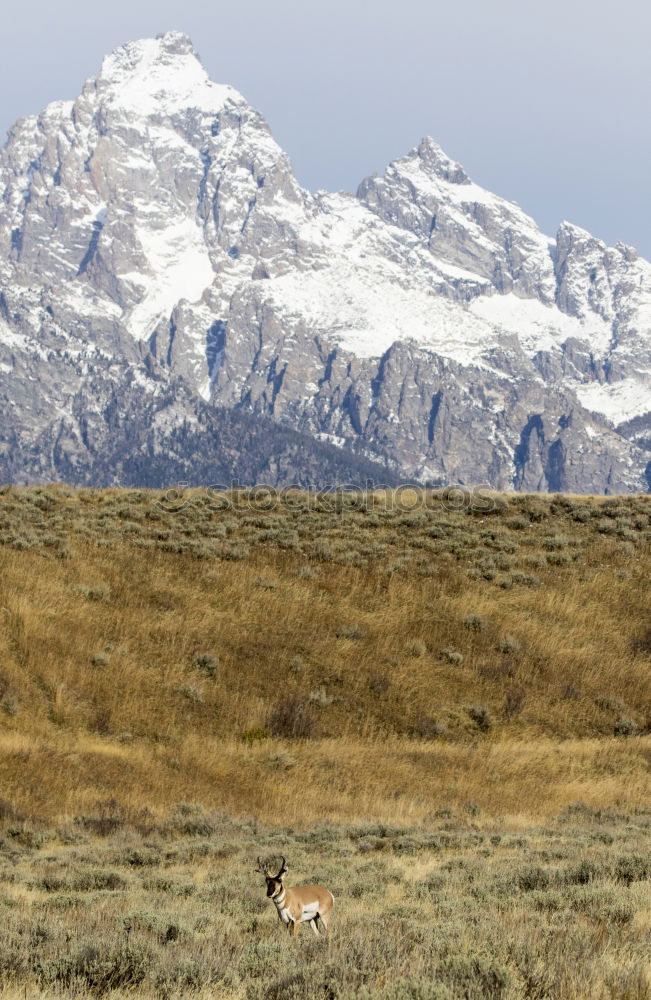 Image, Stock Photo Guanaco Animal 1 Brown