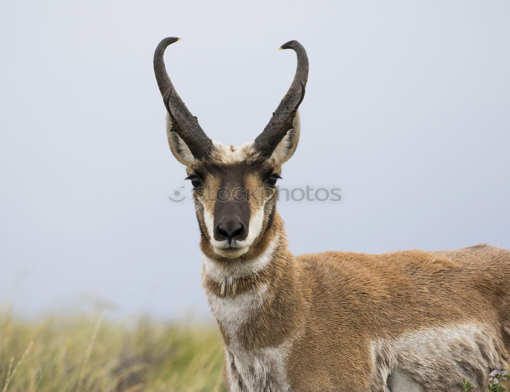 Similar – Image, Stock Photo What to watch Environment