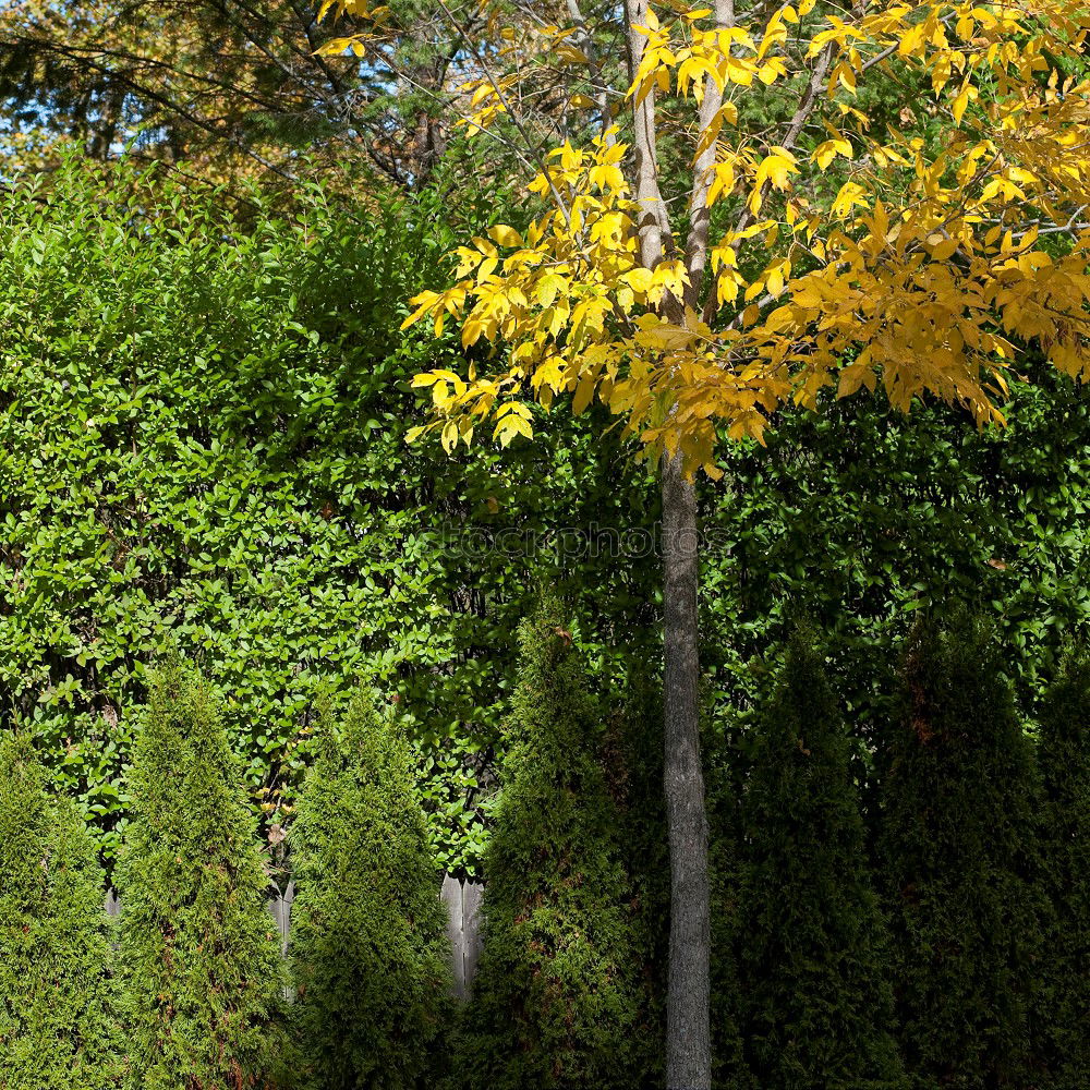 Similar – Image, Stock Photo Wild Wine Romance Backyard