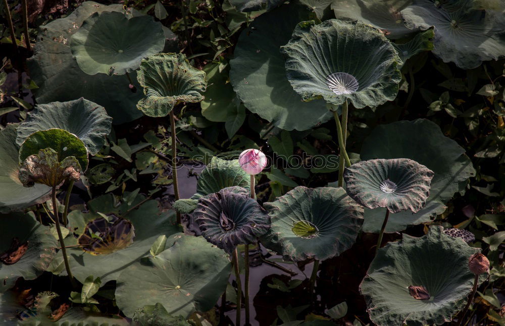 Similar – Poppy flower with unfocused background.