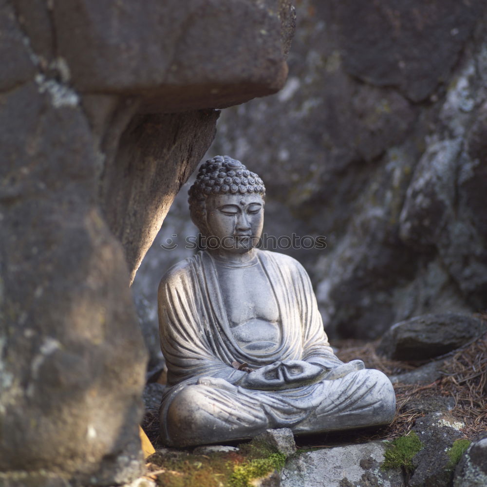 Similar – Small Buddha sitting on the root of a mighty oak tree