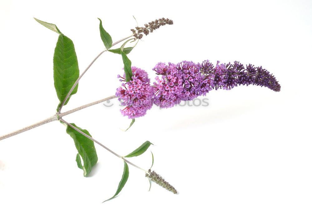 For butterflies Plant