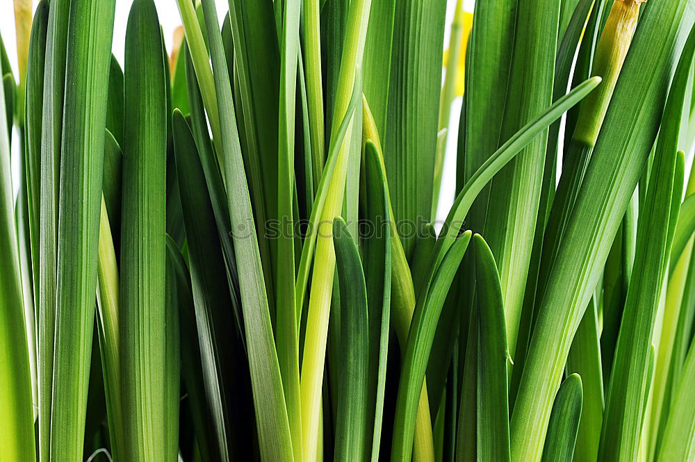 Similar – Foto Bild Spring Break. Frühling