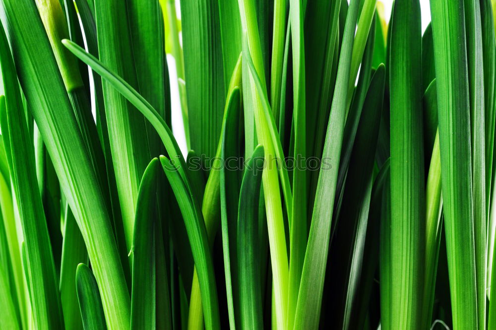 Similar – Image, Stock Photo Moss Stars Plant Green